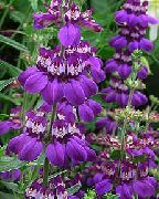фото фіолетовий Квітка Коллінс