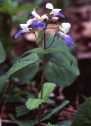 jasnoniebieski Collins Kwiaty ogrodowe zdjęcie