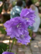lilás Campanula, Bellflower Flores do Jardim foto