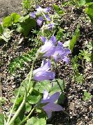 紫丁香 风铃，风铃草 园林花卉 照片