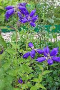 青 カンパニュラ、キキョウ 庭の花 フォト