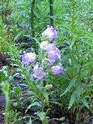 luz azul Campanula, Bellflower Flores do Jardim foto
