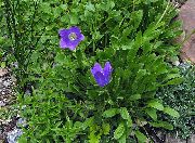 foto plava Cvijet Campanula, Talijanski Zvončić