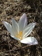 foto balts Zieds Nepatiesa Rudens Krokuss, Košs Colchicum, Kailas Meitenes, Vēlziedes