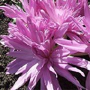 foto roze Bloem Valse Herfsttijloos, Opzichtige Colchicum, Naakte Dames, Weide Saffraan