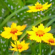 фото жовтий Квітка Кореопсис Однорічний
