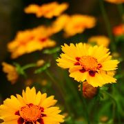oranžový Goldmane Tickseed Zahradní květiny fotografie