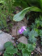 fotografija Cortusa, Alpski Zvončki Cvet
