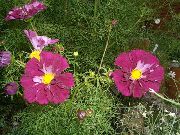 burgundia Világegyetem Kerti Virágok fénykép