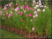 粉红色 宇宙 园林花卉 照片