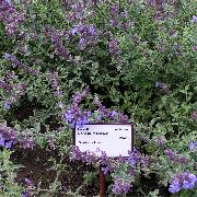 violetinė Kačių Mėtos Sodo Gėlės nuotrauka