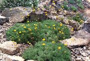amarillo Cotula Flores del Jardín foto