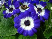 ფოტო ლურჯი ყვავილების Florist ის Cineraria