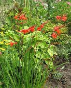 红 Crocosmia 园林花卉 照片