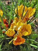žlutý Brzy Šafrán, Tommasini Je Šafrán, Sníh Šafrán, Angličani Zahradní květiny fotografie