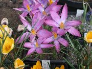 pink Early Crocus, Tommasini's Crocus, Snow Crocus, Tommies Garden Flowers photo