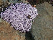 grianghraf lilac Bláth Stonecress, Aethionema