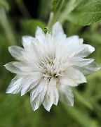 beyaz Sonsuz, Ölmez, Strawflower, Kağıt Papatya, Sonsuz Papatya Bahçe çiçekleri fotoğraf