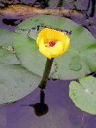 fotoğraf sarı çiçek Güney Spatterdock, Sarı Gölet Zambak, Sarı Inek Zambak