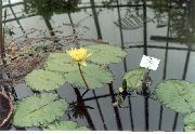 foto dzeltens Zieds Ūdensroze