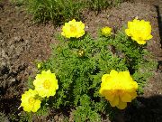 yellow Adonis sibirica Garden Flowers photo