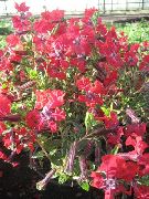 ფოტო წითელი ყვავილების Cuphea