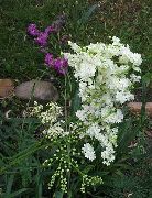 fehér Meadowsweet, Koloncos Bajmóca Kerti Virágok fénykép