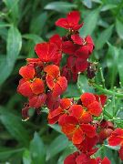 ფოტო წითელი ყვავილების Wallflower, Cheiranthus