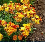 oranžový Čakanka, Cheiranthus Záhradné Kvety fotografie