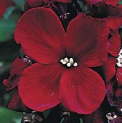 φωτογραφία βουργουνδία λουλούδι Wallflower, Cheiranthus
