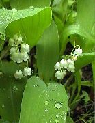 φωτογραφία λευκό λουλούδι Κρίνος Της Κοιλάδας, Μπορεί Καμπάνες, Τα Δάκρυα Της Παναγίας