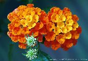 ფორთოხალი Lantana ბაღის ყვავილები ფოტო