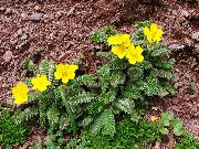 żółty Bloodroot Kwiaty ogrodowe zdjęcie