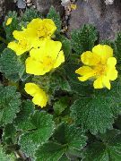foto žuti Cvijet Cinquefoil