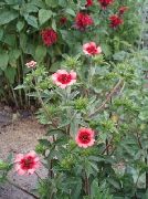 rosa Cinquefoil Flores del Jardín foto
