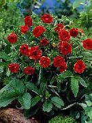 rojo Cinquefoil Flores del Jardín foto