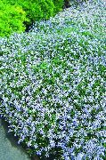 fotografie světle modrá Květina Laurentia