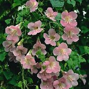 ვარდისფერი დაძმობილების Snapdragon, მცოცავი Gloxinia ბაღის ყვავილები ფოტო