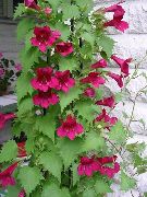 foto crvena Cvijet Twining Snapdragon, Puzanje Gloksinija