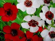 φωτογραφία λευκό λουλούδι Scarlet Λινάρι, Κόκκινο Λινάρι, Ανθοφορία Λινάρι