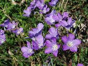 photo lilac Flower Linum perennial