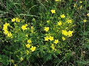 φωτογραφία κίτρινος λουλούδι Linum Πολυετή