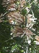 თეთრი ლომის ყური, ლომის კუდი, ველური Dagga ბაღის ყვავილები ფოტო