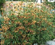 foto narančasta Cvijet Najveći Uho, Lavovski Rep, Divlja Dagga
