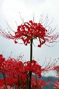 ფოტო წითელი ყვავილების Spider Lily, გაოცება ლილი