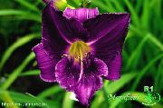 purpurs Dienliliju Dārza Ziedi foto