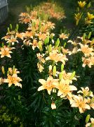 fotoğraf Zambak Asiatic Melezler çiçek
