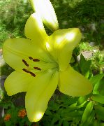 geel Lelie Van De Aziatische Hybriden Tuin Bloemen foto