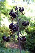 musta Martagon Lilja, Yhteinen Turk Hatussa Lilja Puutarhan Kukat kuva