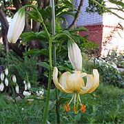 fotografija rumena Cvet Martagon Lilija, Cap Skupnih Turka Lily
